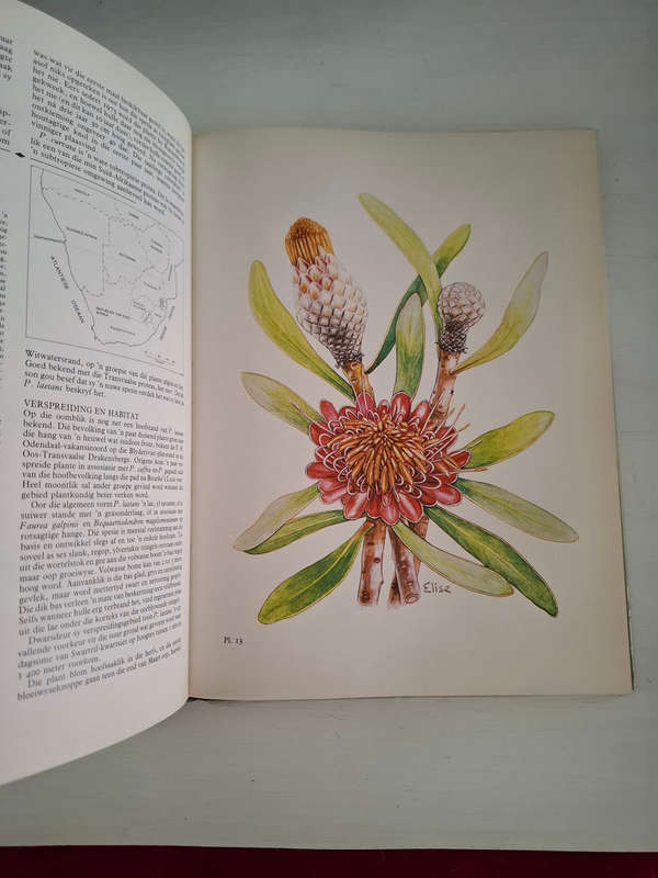 Die Proteas van Suider-Afrika  (JP Rourke)