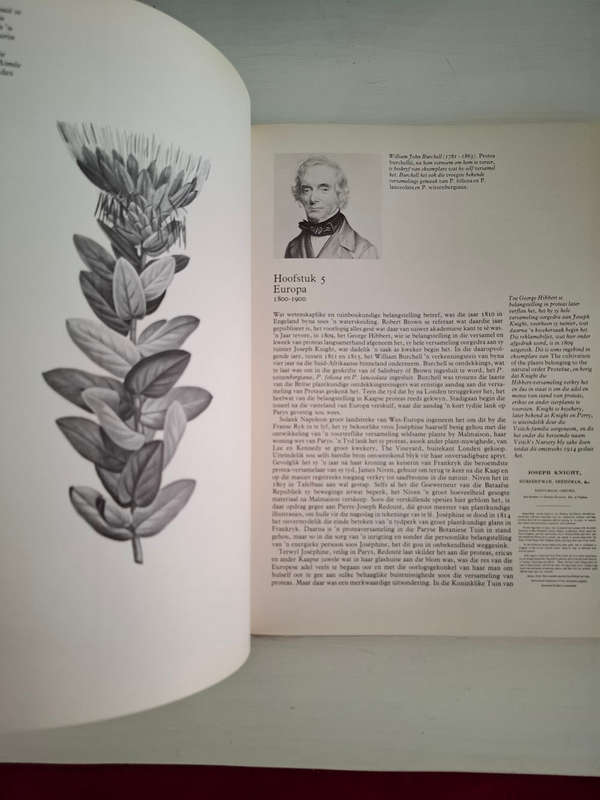 Die Proteas van Suider-Afrika  (JP Rourke)