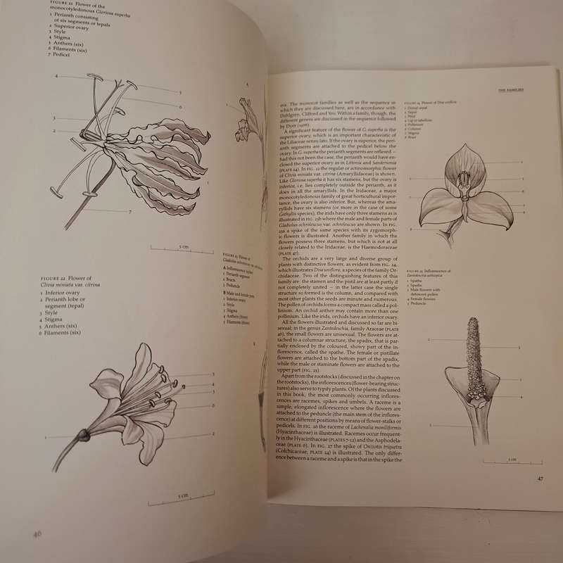 Bulbous Plants of Southern Africa: A Guide to Their Cultivation and Propagation