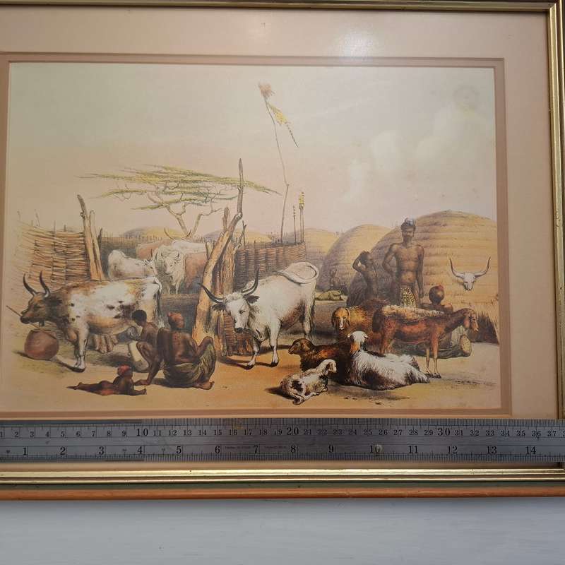 Zulu kraal on the Umgeni, with cattle and sheep  (George French Angus) Print