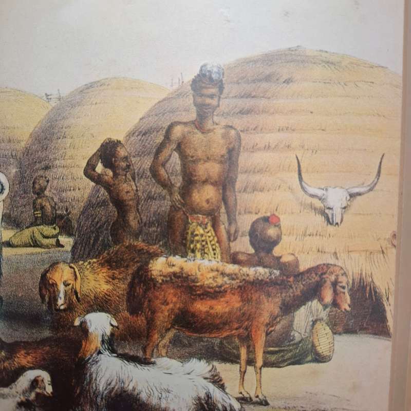 Zulu kraal on the Umgeni, with cattle and sheep  (George French Angus) Print