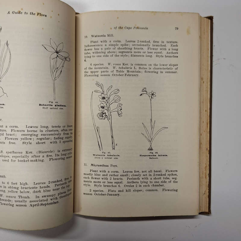 A Guide to the Flora of The Cape Peninsula (M.R. Levyns)