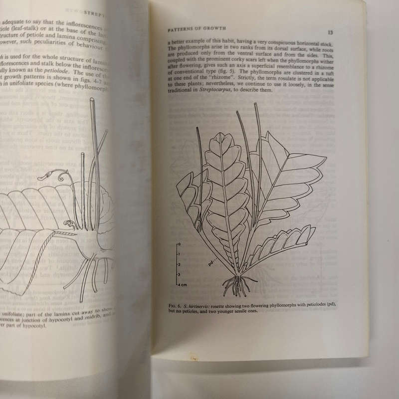 Streptocarpus: An African Plant Study (Hilliard, O. M., Burtt, B. L.)