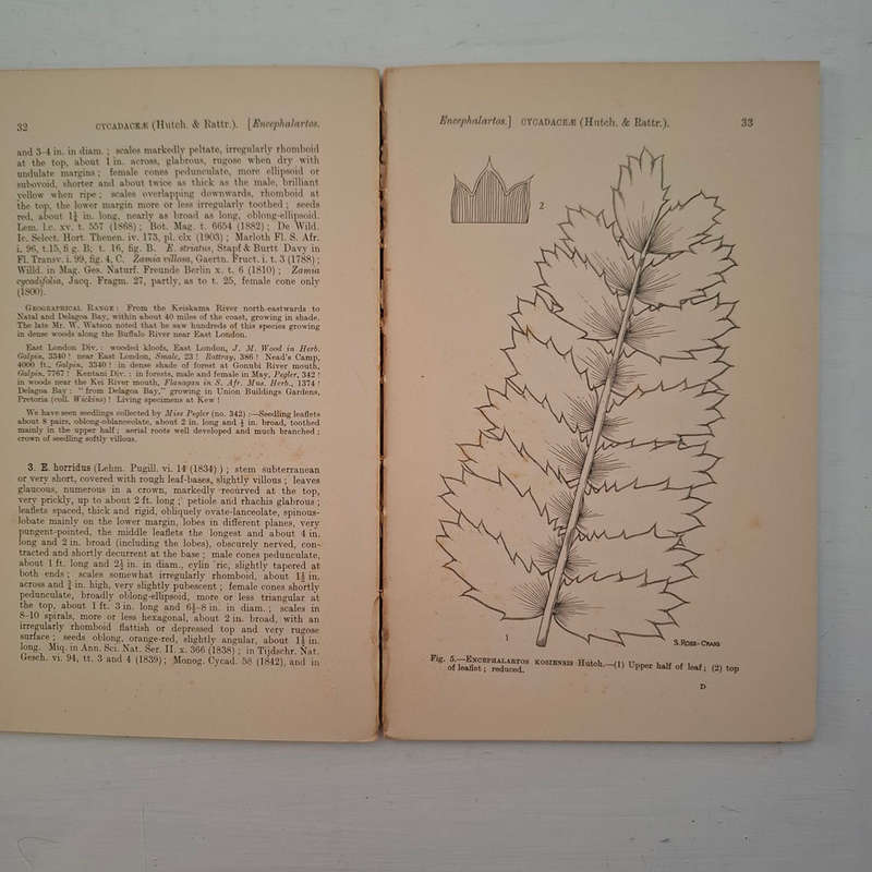 Flora Capensis: Being a Systematic Description of the Plants of the Cape Colony, Caffraria and Port