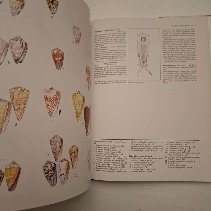 Sea Shells of Southern Africa (Richard Kilburn & Elizabeth Rippey)