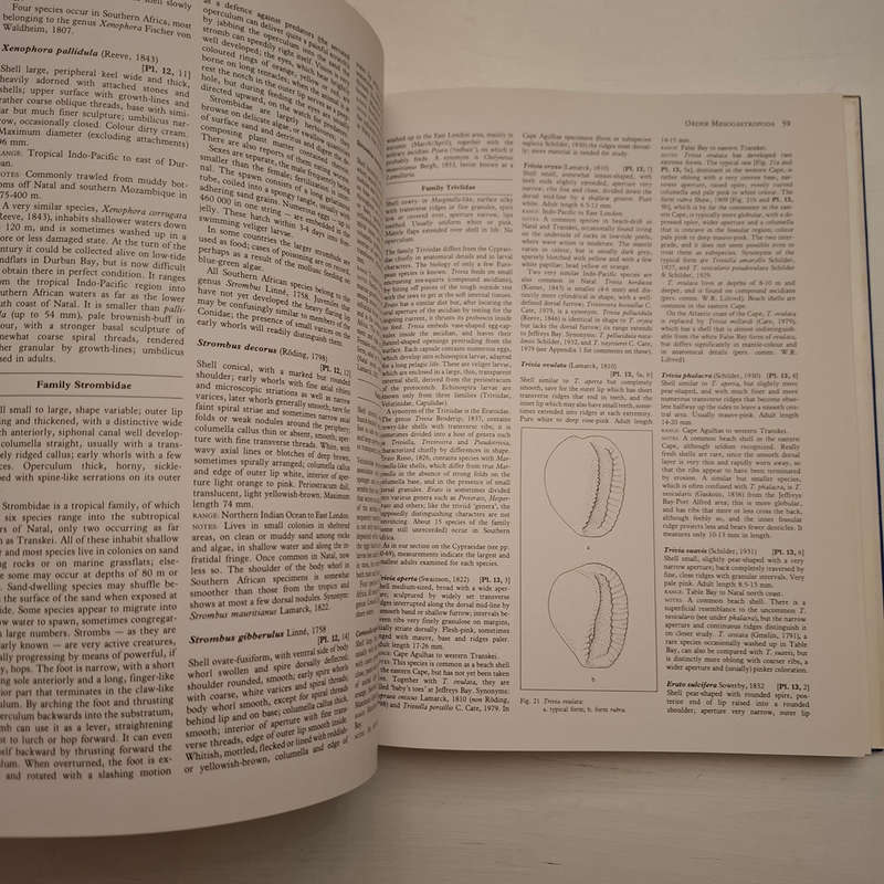 Sea Shells of Southern Africa (Richard Kilburn & Elizabeth Rippey)