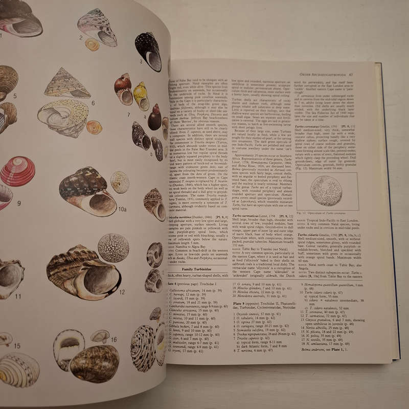 Sea Shells of Southern Africa (Richard Kilburn & Elizabeth Rippey)