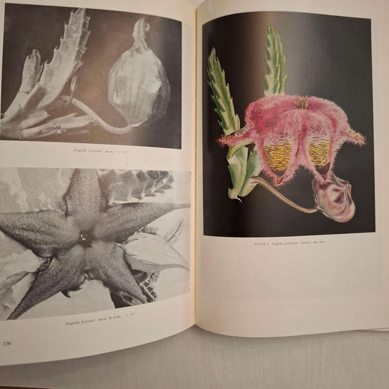 The Stapelieae of Southern Africa / Die Stapelieae van Suidelike Afrika (C.A. Luckhoff)