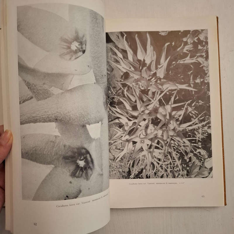 The Stapelieae of Southern Africa / Die Stapelieae van Suidelike Afrika (C.A. Luckhoff)