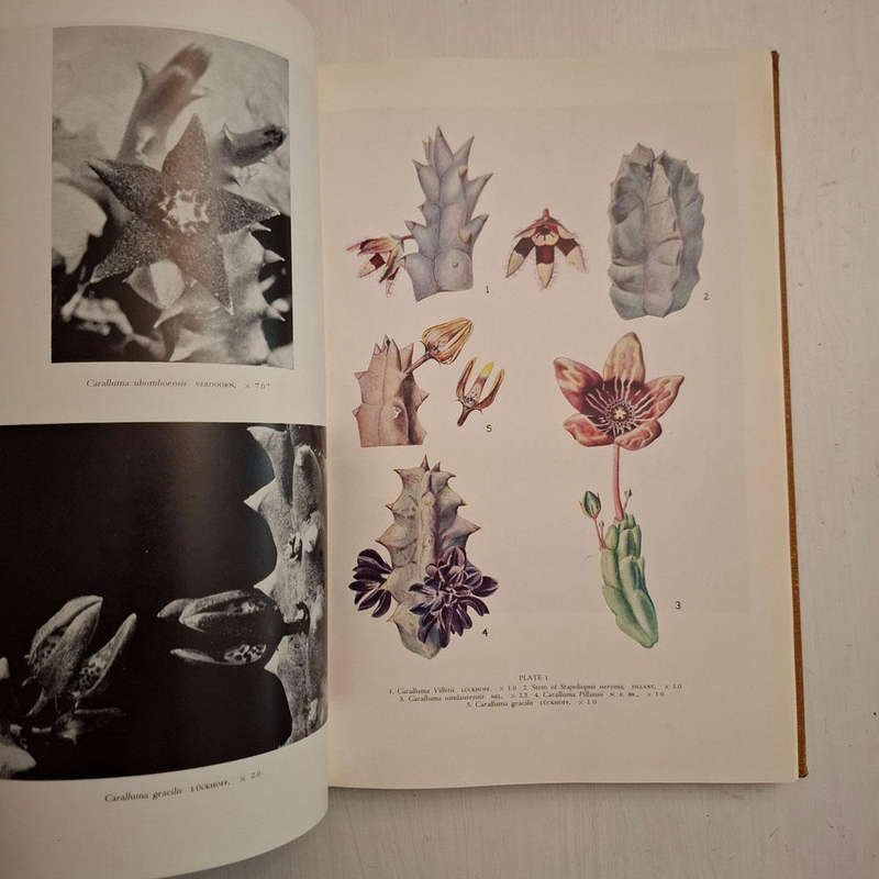 The Stapelieae of Southern Africa / Die Stapelieae van Suidelike Afrika (C.A. Luckhoff)