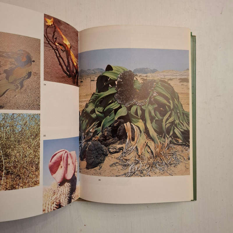 Welwitschia: Paradox of a parched paradise (Chris H. Bornman)