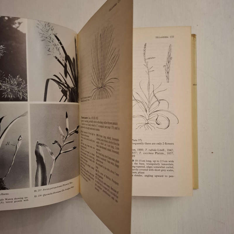 Bromeliads For Home, Garden and Greenhouse (Werner Rauh)