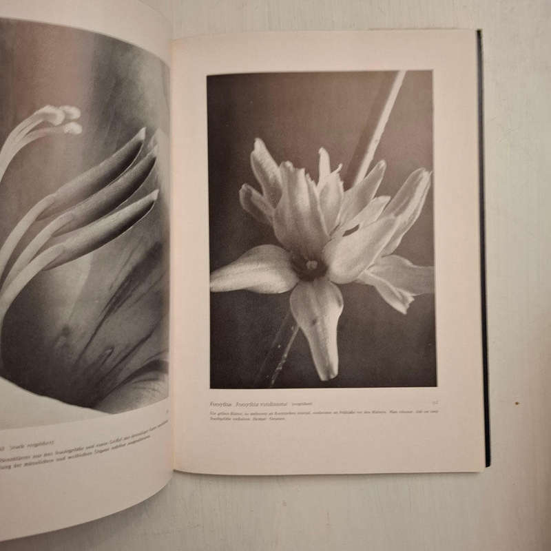 Formen des Lebens. Botanische Lichtbildstudien (Dr. Paul Wolff)