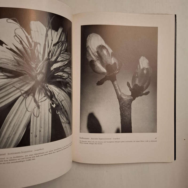 Formen des Lebens. Botanische Lichtbildstudien (Dr. Paul Wolff)