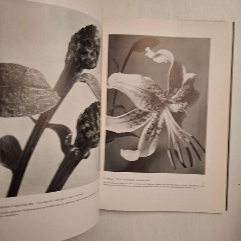 Formen des Lebens. Botanische Lichtbildstudien (Dr. Paul Wolff)