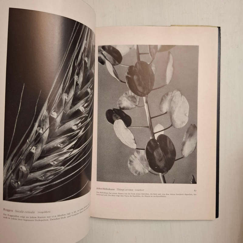 Formen des Lebens. Botanische Lichtbildstudien (Dr. Paul Wolff)