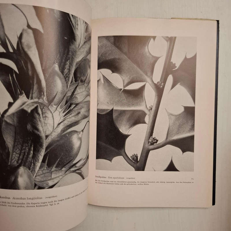 Formen des Lebens. Botanische Lichtbildstudien (Dr. Paul Wolff)
