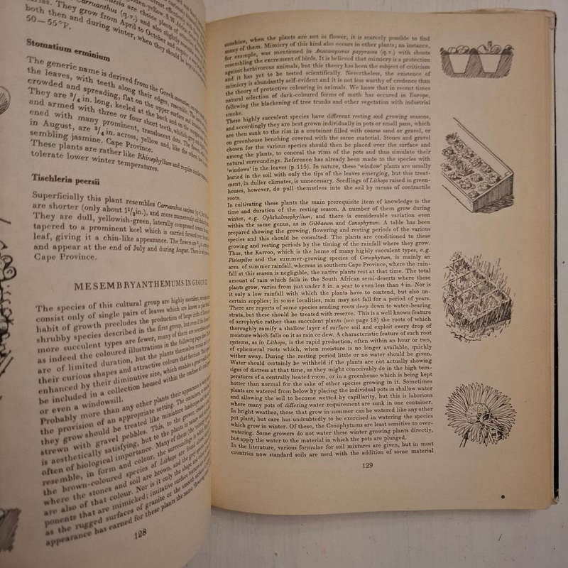 Cacti and Succulents. A Practical Handbook (Walther Haage)