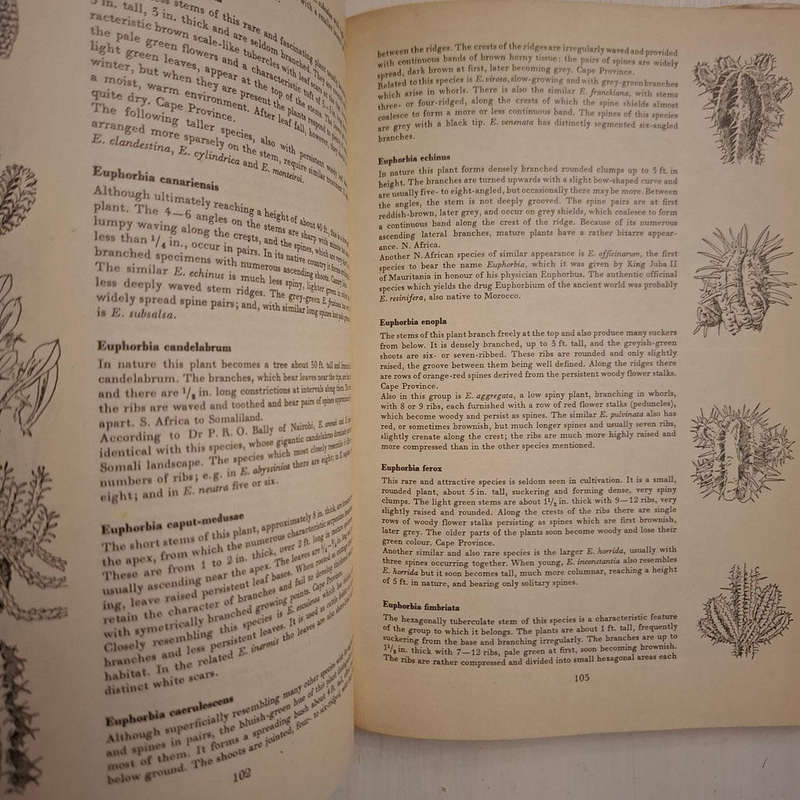 Cacti and Succulents. A Practical Handbook (Walther Haage)