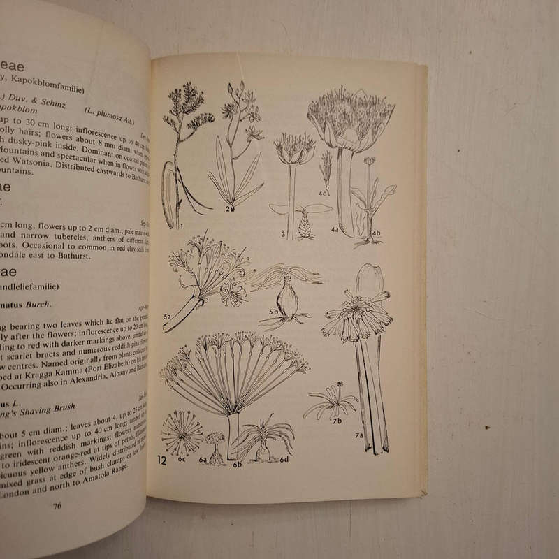 Eastern Cape Veld Flowers (Eily Gledhill)