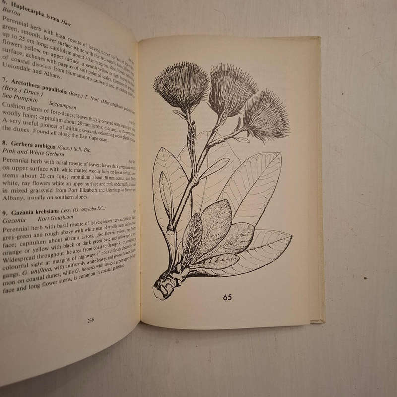 Eastern Cape Veld Flowers (Eily Gledhill)
