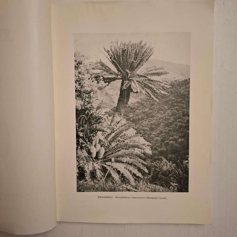 Bothalia: Vol VIII. Part 4. Cycads: A Record of Contributions from the National Herbarium