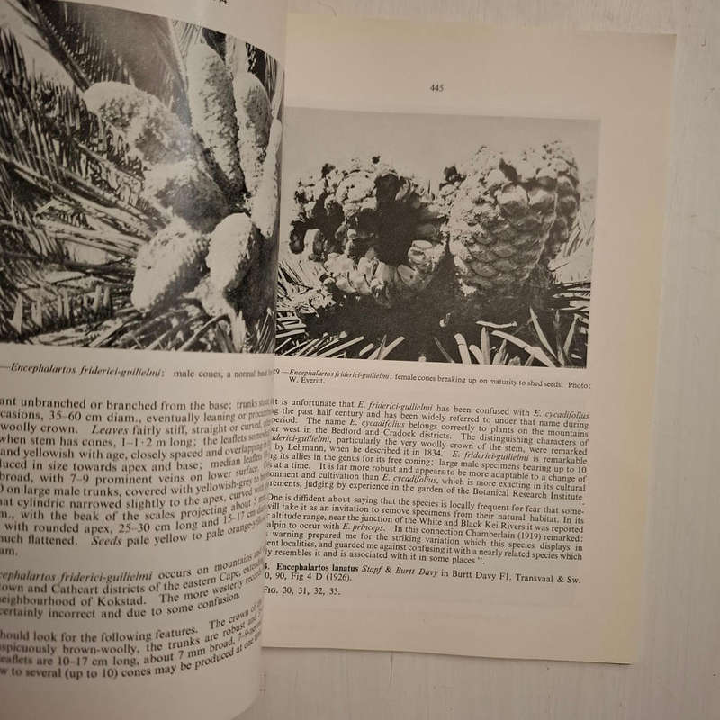 Bothalia: Vol VIII. Part 4. Cycads: A Record of Contributions from the National Herbarium