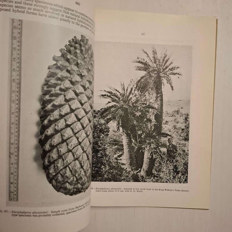 Bothalia: Vol VIII. Part 4. Cycads: A Record of Contributions from the National Herbarium