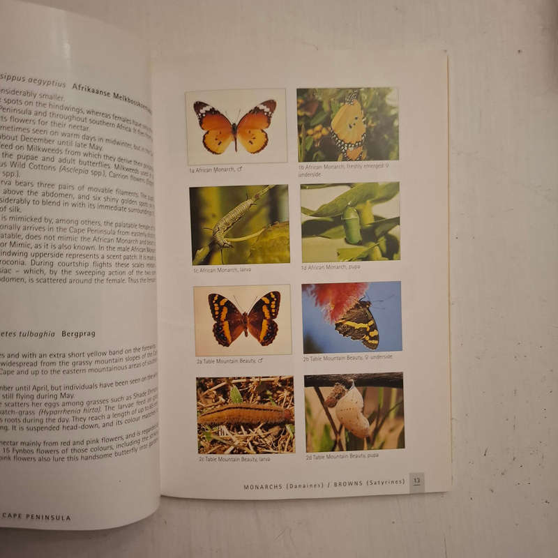 Butterflies of the Cape Peninsula - A comprehensive guide