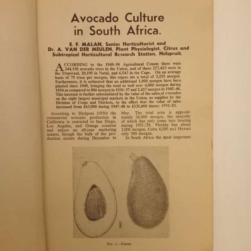 Avocado Culture in South Africa