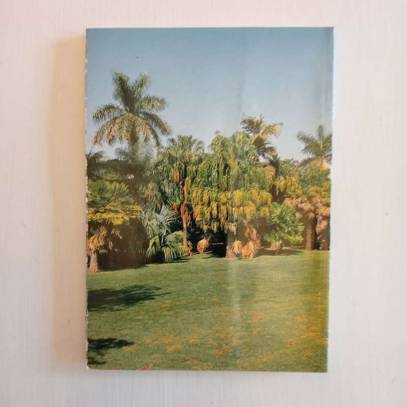 The Palm Collection of the Durban Botanic Gardens: With notes on palm cultivation and identification