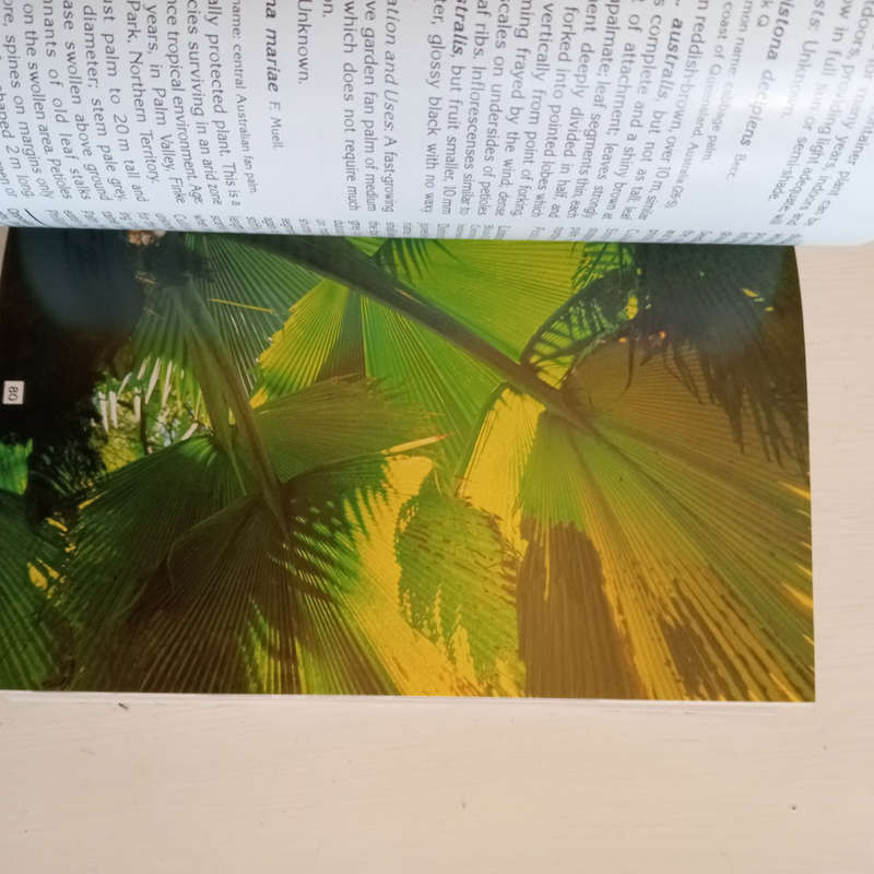 The Palm Collection of the Durban Botanic Gardens: With notes on palm cultivation and identification