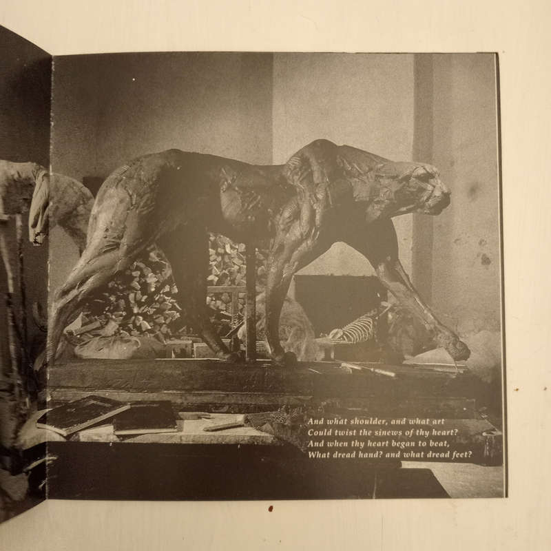 The Cat (Dylan Lewis)