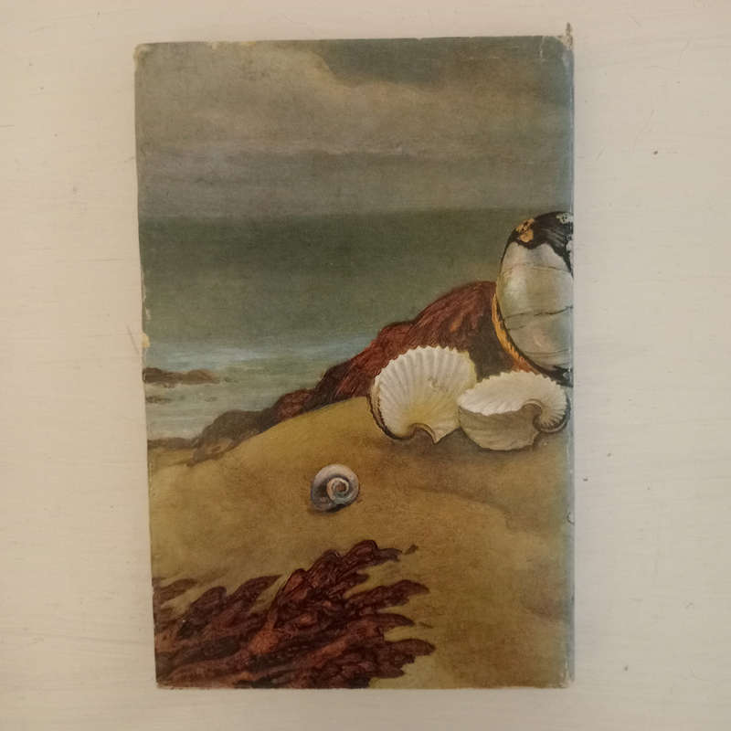 Marine Shells of Southern Africa (D.H.Kennelly)