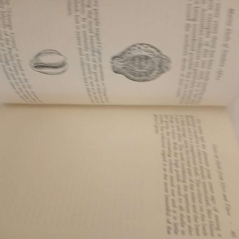 Marine Shells of Southern Africa (D.H.Kennelly)
