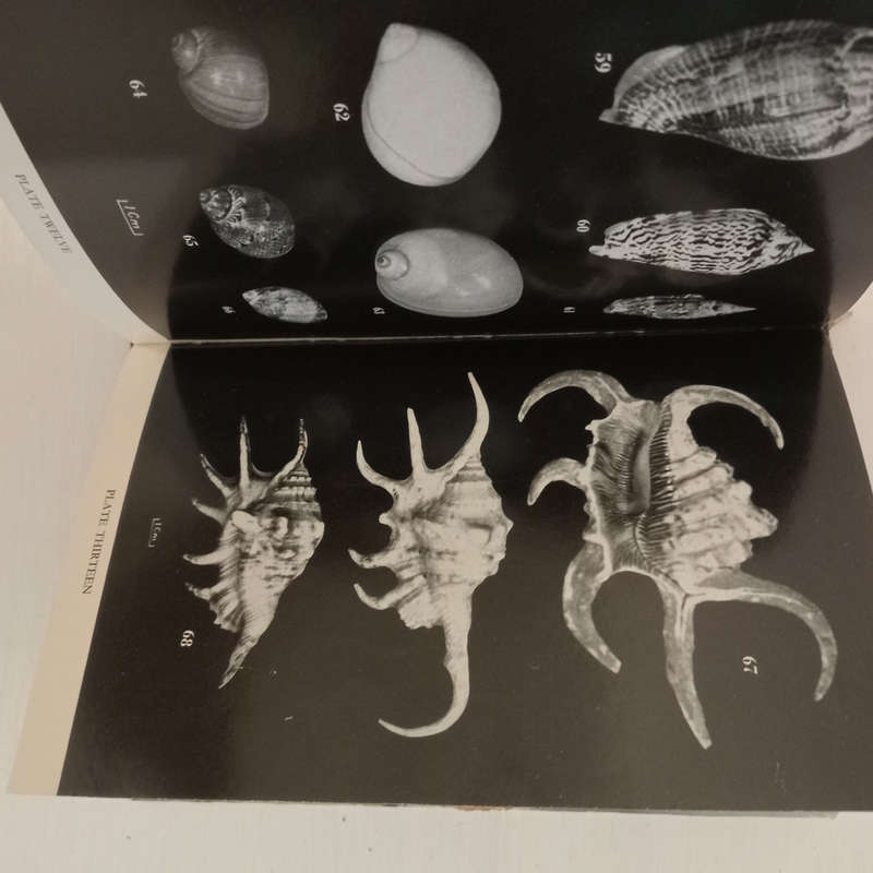 Marine Shells of Southern Africa (D.H.Kennelly)