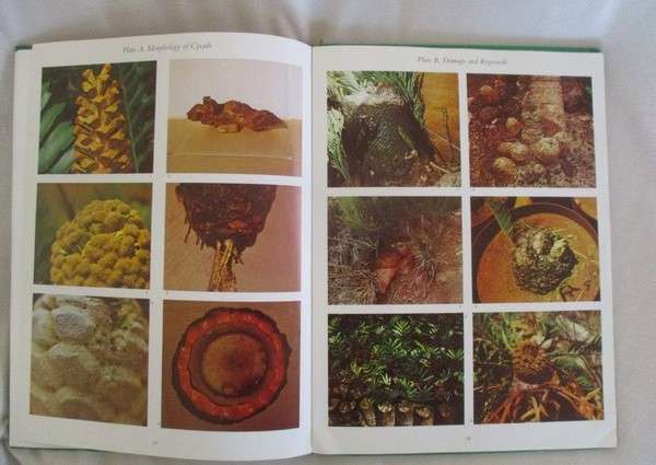 Cycads of South Africa by Cynthia Giddy - 1974 first edition hard cover