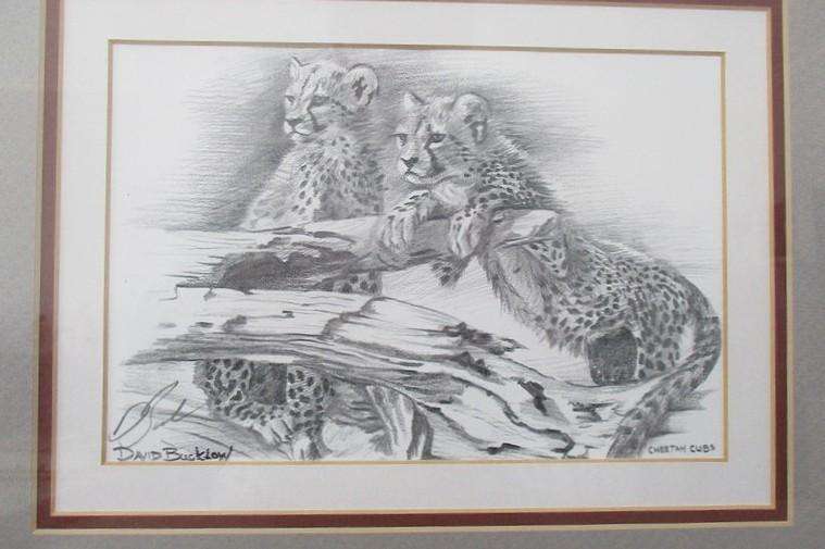 Two beautifully framed prints of Leopard and Cheetah cubs sketched by S.A. artist David Bucklow