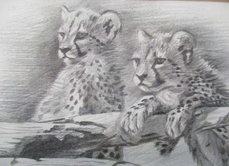 Two beautifully framed prints of Leopard and Cheetah cubs sketched by S.A. artist David Bucklow