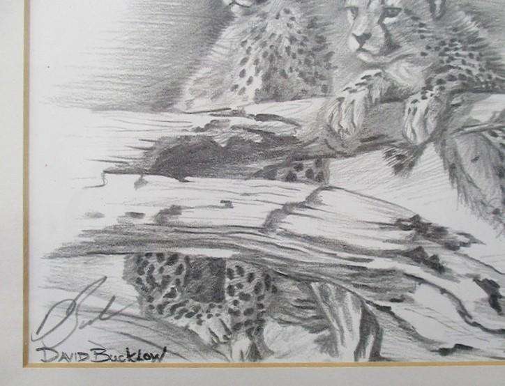 Two beautifully framed prints of Leopard and Cheetah cubs sketched by S.A. artist David Bucklow