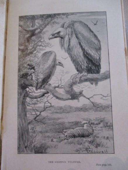 1909 - rare, collectable old book - Animals of Africa by H.A. Bryden