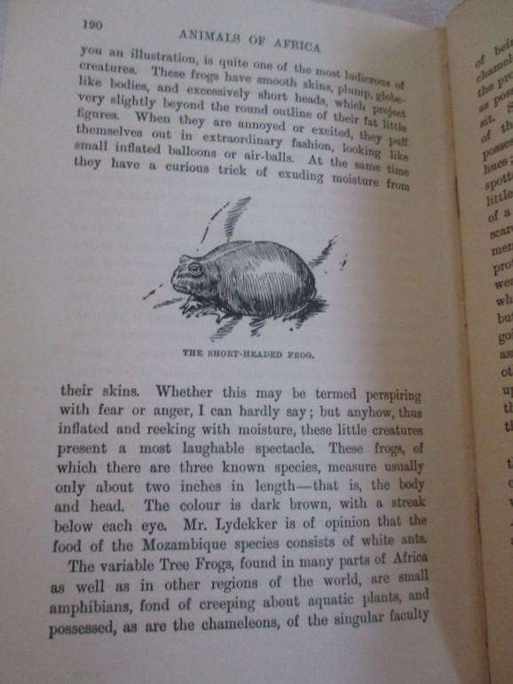 1909 - rare, collectable old book - Animals of Africa by H.A. Bryden
