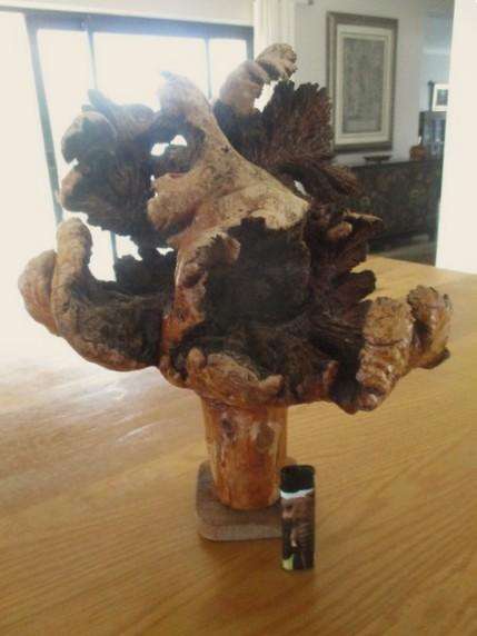 Amazing art from Nature - for aquarium? fairy garden? flower arrangements? or just to display