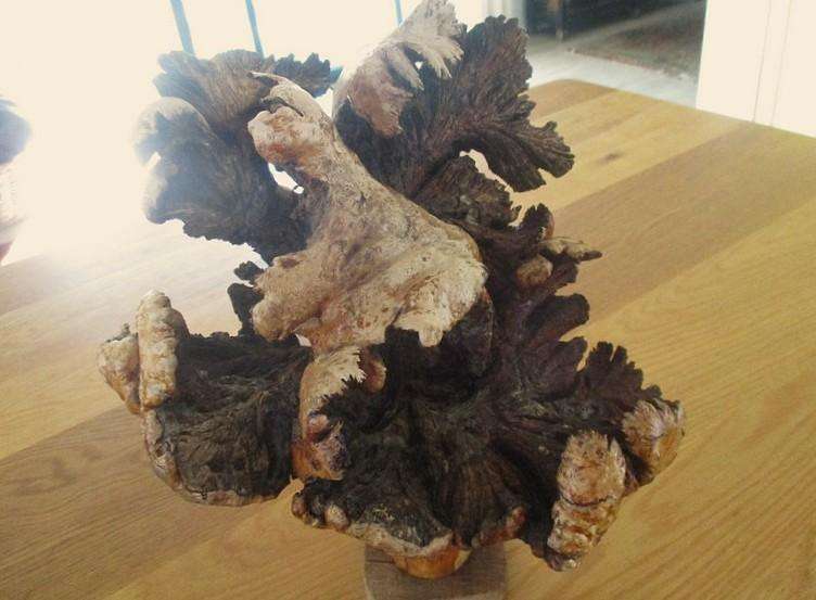 Amazing art from Nature - for aquarium? fairy garden? flower arrangements? or just to display