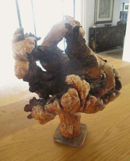 Amazing art from Nature - for aquarium? fairy garden? flower arrangements? or just to display