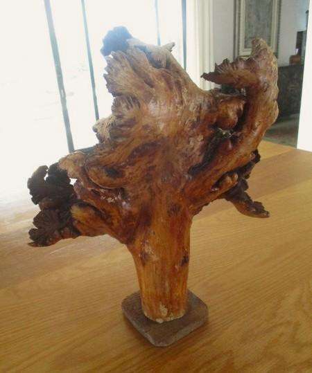 Amazing art from Nature - for aquarium? fairy garden? flower arrangements? or just to display