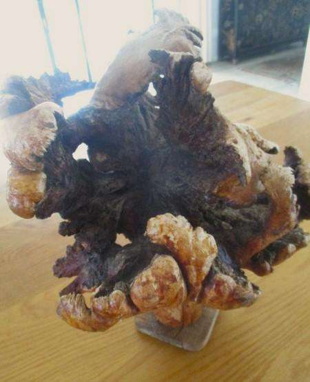 Amazing art from Nature - for aquarium? fairy garden? flower arrangements? or just to display