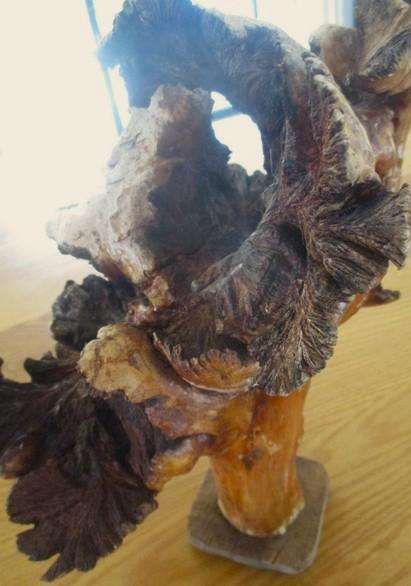 Amazing art from Nature - for aquarium? fairy garden? flower arrangements? or just to display