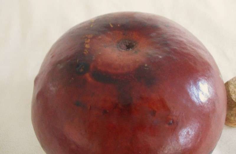 Unusual gourd flask - natural calabash