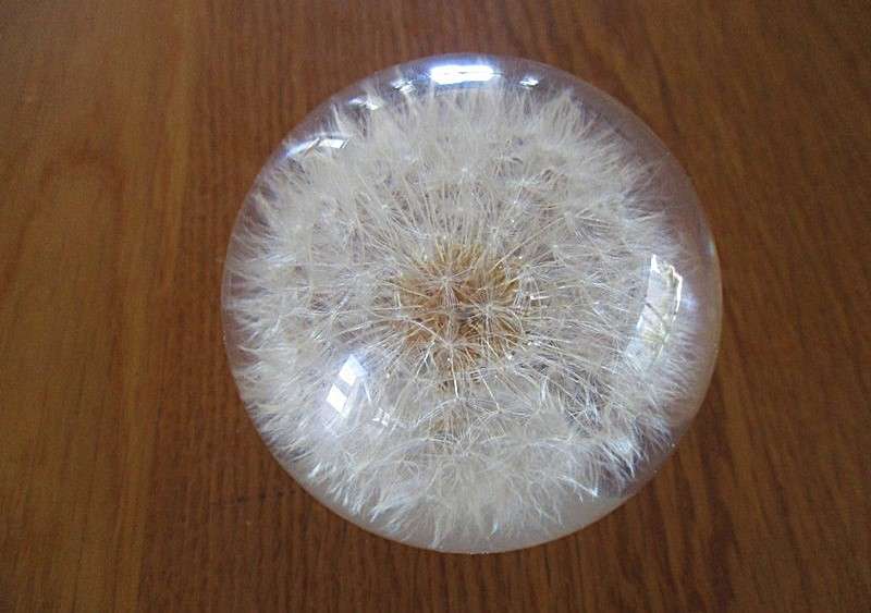 Award winning  Hafod Grange, Wales  handcrafted Dandlion "clock" paperweight - real Dandelion